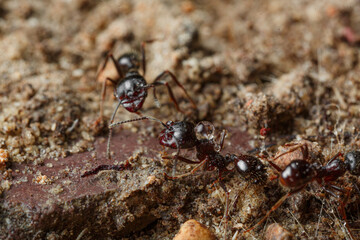 Macro shooting ants for work in an anthill