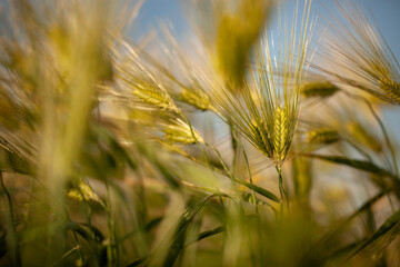 A beautiful wheat field against the sky. Growing bread and cereals
