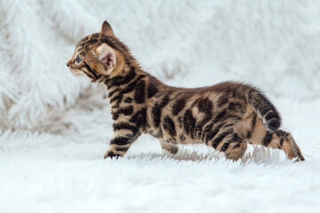 Little bengal kitten on the white fury blanket