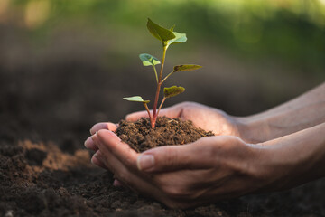 Women's hands gently hold protect a small sprout.