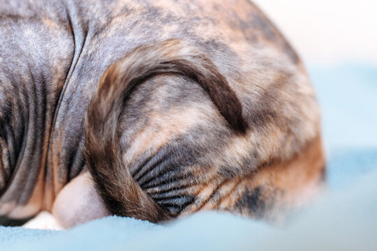 Cat with coiled tail on bed