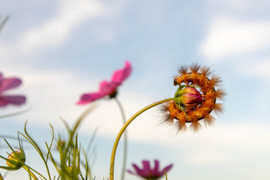 Wooly Worm on Flower