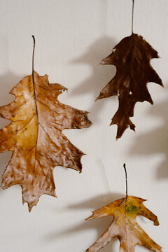 Close up of waxed fall leaves drying 