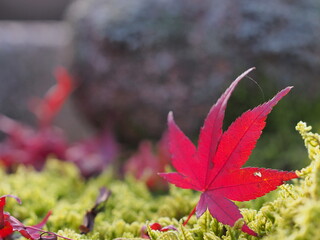 紅葉のあるお寺の境内