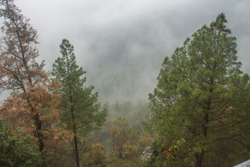 Bosque de pinos cubierto por neblina