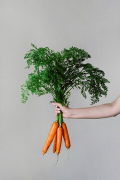 Raw carrot in hand
