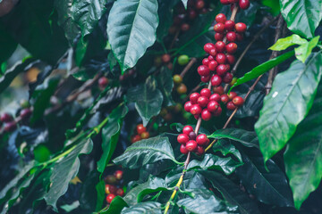 Ripe Red coffee bean berry plant fresh seed coffee tree growth in green eco organic farm. Close up red ripe seed robusta arabica berries harvest for  coffee garden. Fresh coffee bean green leaf bush
