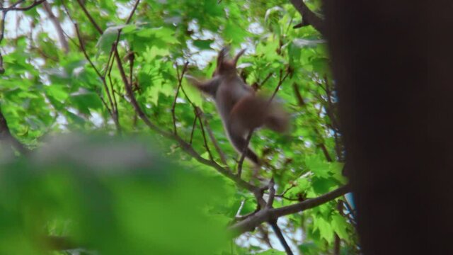 Little squirrel cub is desperate to keep from falling from the tree. A very strong wind is blowing