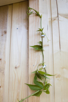 Help the bindweed to cling to the new wooden wall