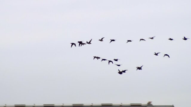 Flock Of Wild Migratory Birds Flying On Clear Sky Near City Port In Vancouver, Canada. - Tracking Shot