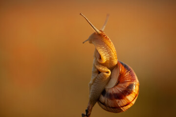 Beautiful snail with antennae on a branch photo macro photography