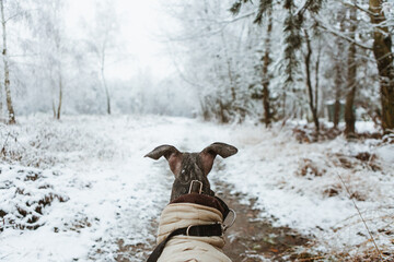dog walking in a snowy forest
