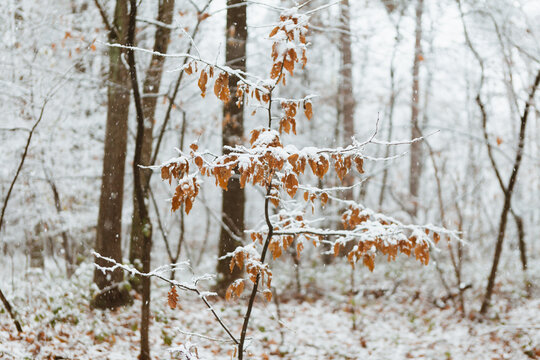 little red tree covered in snow