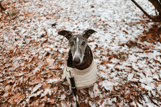 Spanish Greyhound In A Snowy Forest With A Winter Coat