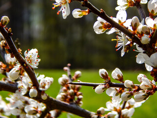 spring blossom