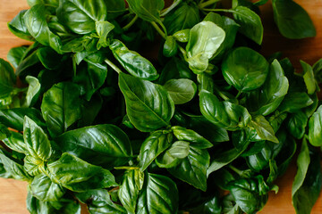 Heap of ripe basil leaves