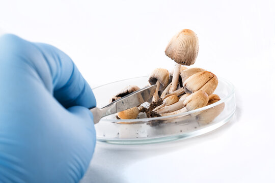 Different mushrooms in the laboratory. Fungal diseases