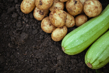 Fresh natural potatoes and zucchini on the garden bed