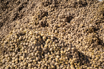 Many piles of freshly harvested unprocessed uncleaned potatoes lie in a picking container outside on a farm on a sunny day. Agriculture industry and natural bio food concept
