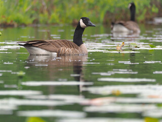 Canada goose in wetlands