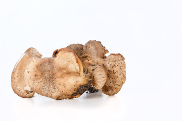 Different mushrooms in the laboratory. Fungal diseases