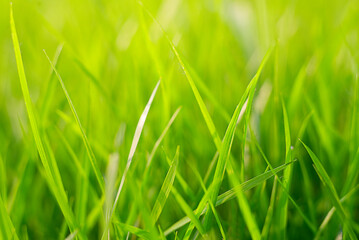 Beautiful close up macro photo of vibrant lush green grass in morning sun from green grass field in garden.
