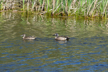 A Blue-Winged Teal Couple in the Water