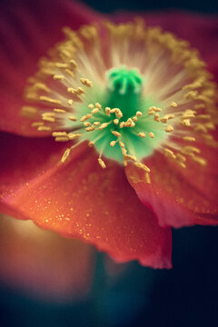 himalayan poppy