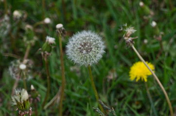 Dandelion Going to Release Seeds