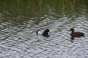 A Greater Scaup Couple in the Water