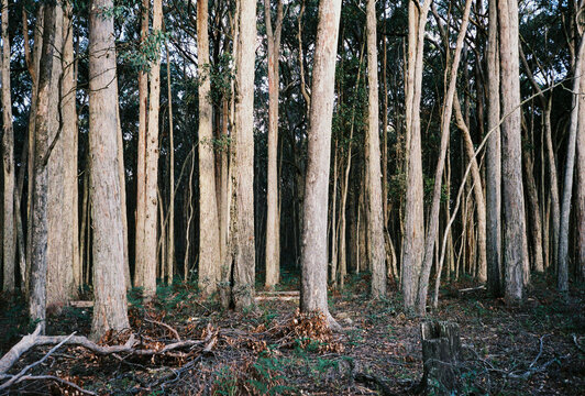 Forrest in winter sot on film