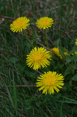Yellow Dandelions in the Grass