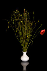 Still life with poppy heads in a white vase on a black background