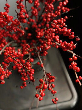 Still life branches with small red berries as decoration