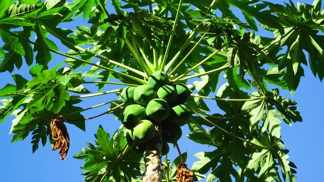 Low angle static shot of papaya plant and unripe fruits