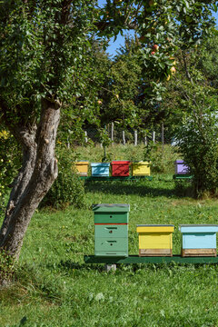 Beehives under tree on bee yard