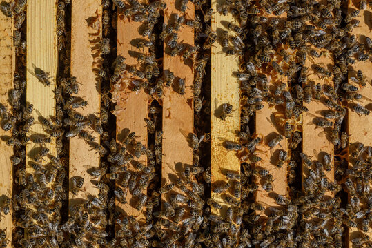 Many bees on honeycomb frames