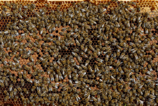 Honey bees on honeycomb in apiary