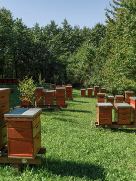 Lumber beehives near green trees