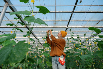 Young female farmer taking care of cucumber plants