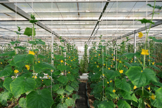 Cucumber plants growing in greenhouse