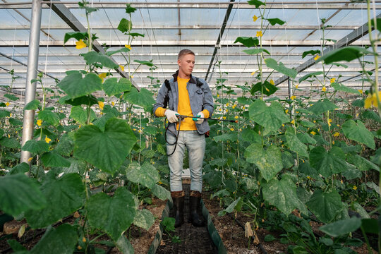 Young man watering cucumber plants