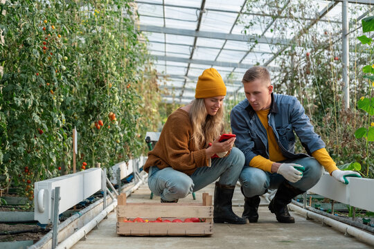 Young farmers using smartphone in greenhouse