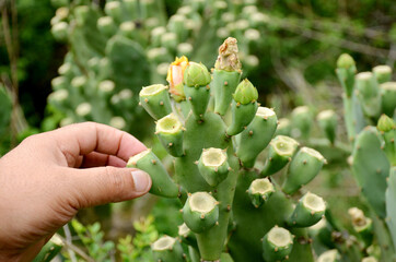 closeup bunch the green ripe cactus fruit hold hand with plant in the forest.