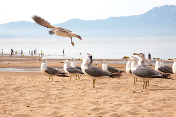 Seagulls gathered in the sandy beaches of the sea.