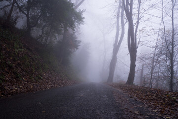 A road going through foggy woodland on a moody winters day