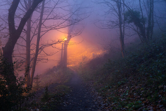 A path heading to a street light glowing in a foggy forest 