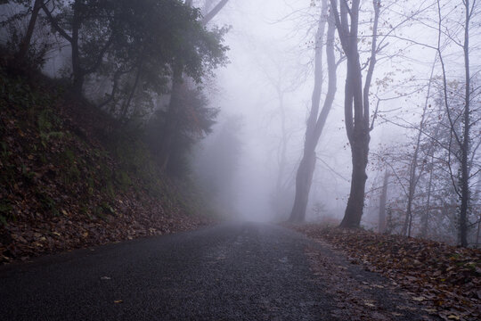 A road going through foggy woodland on a moody winters day