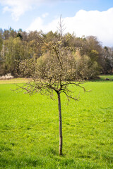 Fototapeta premium Young tree in the field