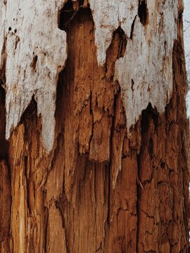 old tree texture
